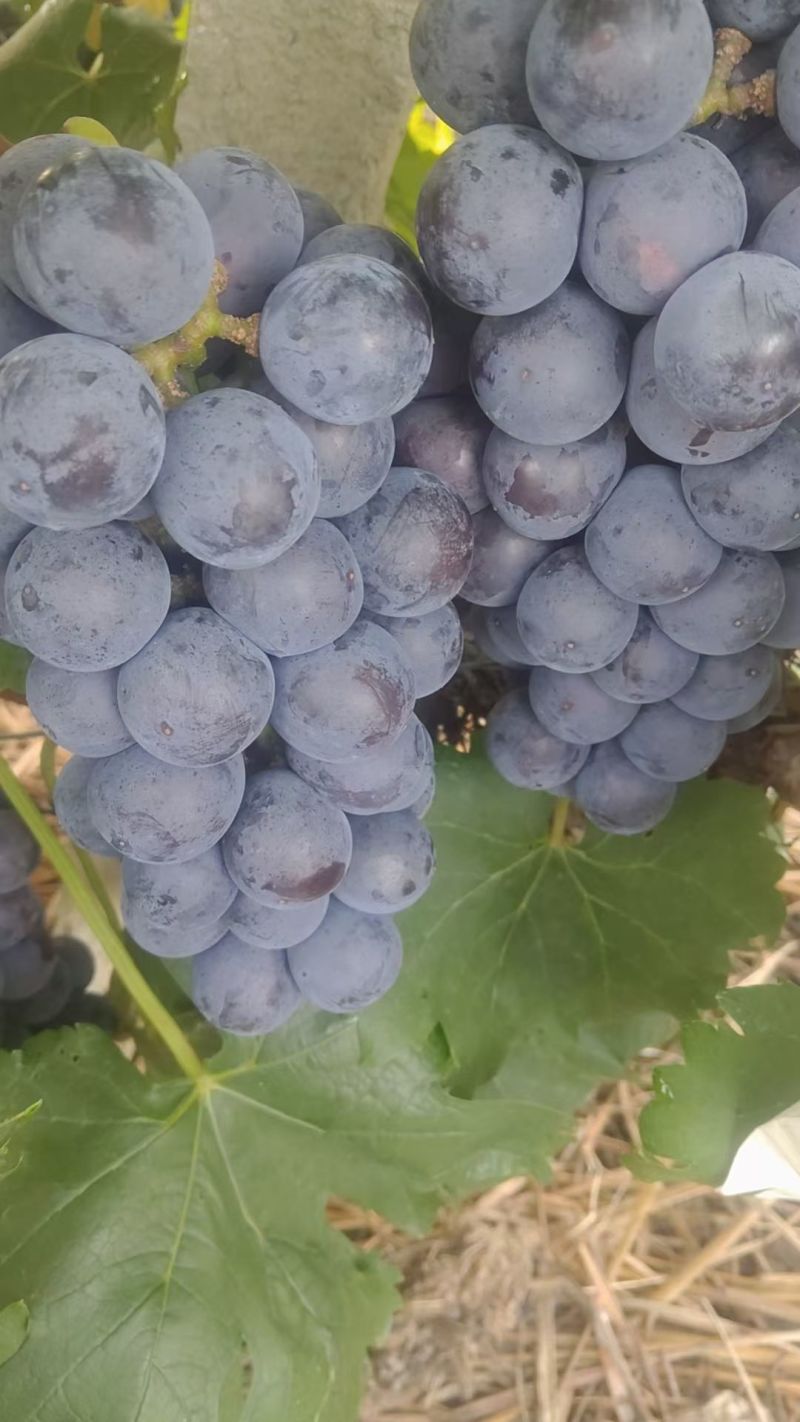 广西桂林夏黑葡萄大量接单产地直发量大从优欢迎来电
