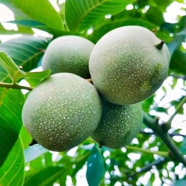 核桃