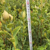 油茶（湘林210）山油茶基地直供一手货源量大优惠