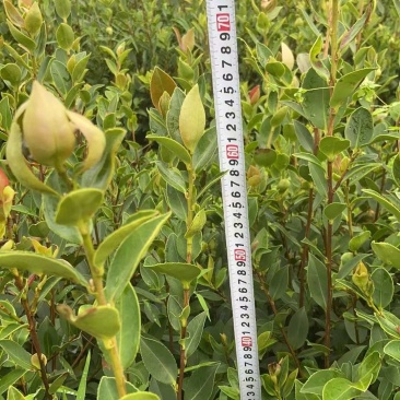 油茶（湘林210）山油茶基地直供一手货源量大优惠