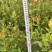 油茶（湘林210）山油茶基地直供一手货源量大优惠
