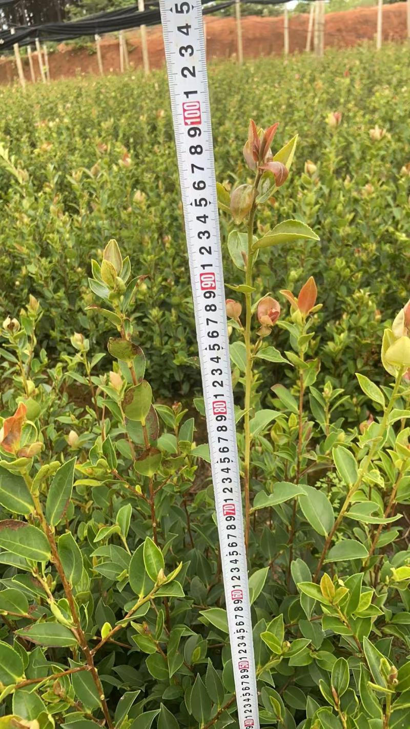 油茶（湘林210）山油茶基地直供一手货源量大优惠