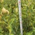 油茶（湘林210）山油茶基地直供一手货源量大优惠