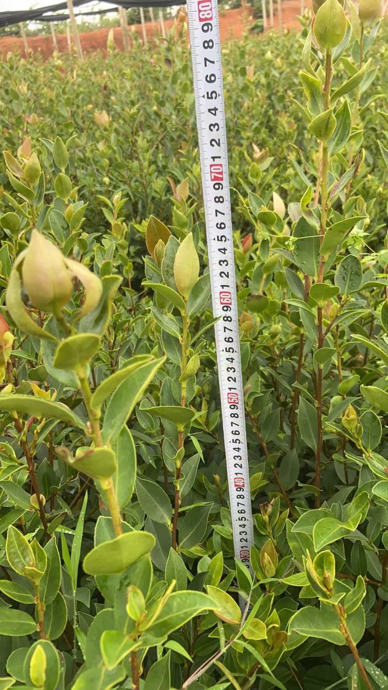 油茶（湘林210）山油茶基地直供一手货源量大优惠