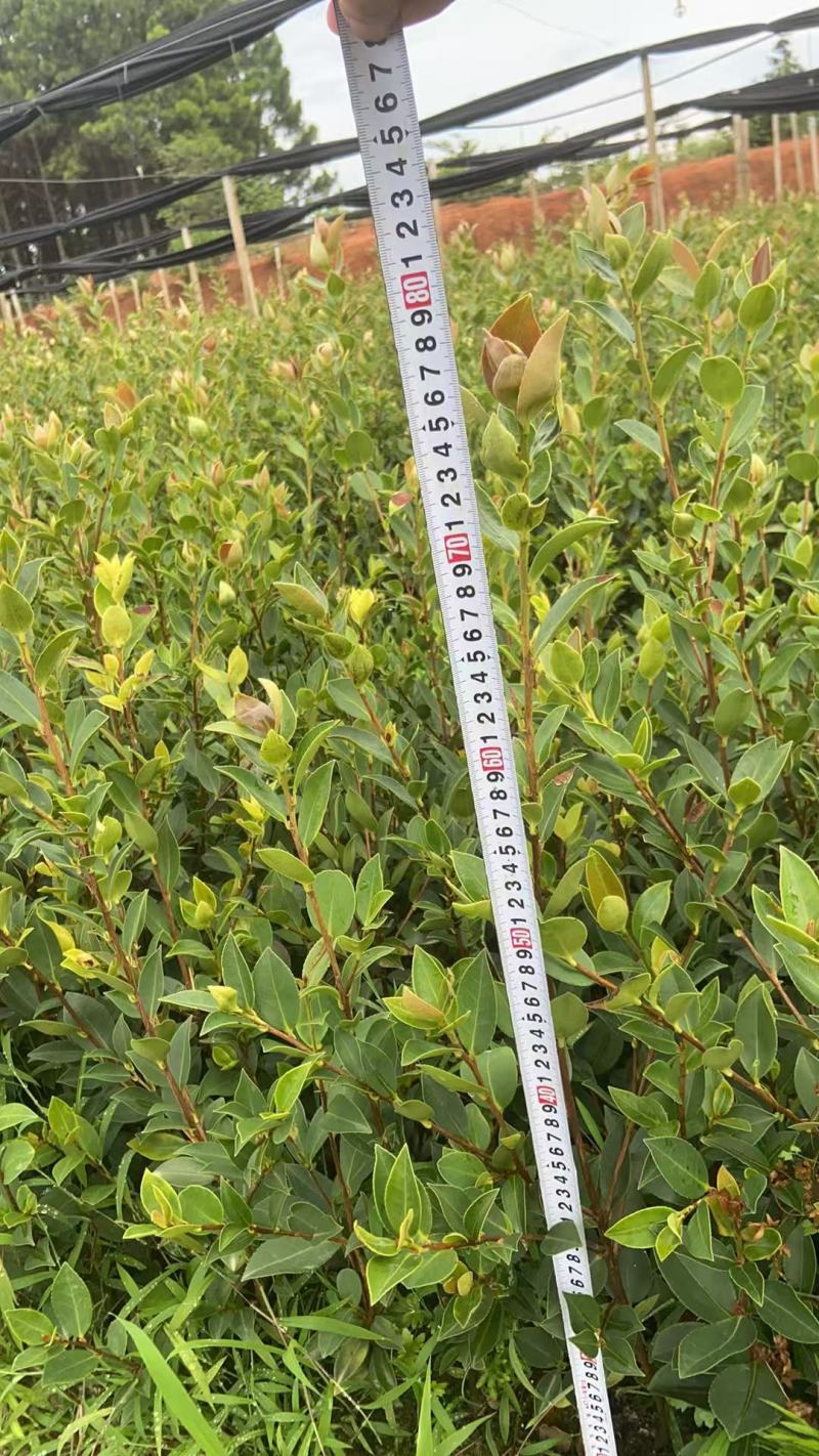 油茶（湘林210）山油茶基地直供一手货源量大优惠