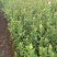 油茶（湘林210）山油茶基地直供一手货源量大优惠