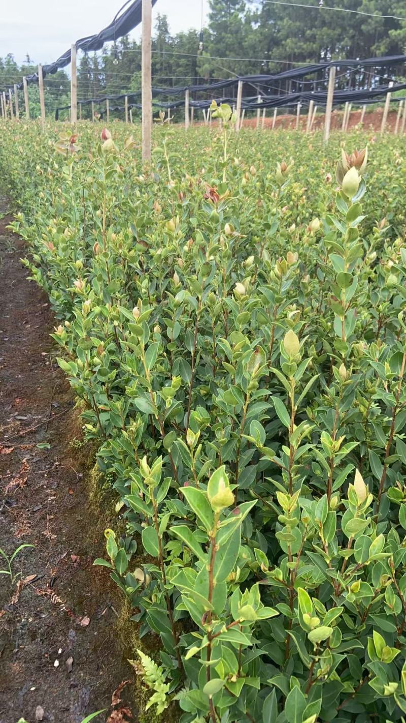 油茶（湘林210）山油茶基地直供一手货源量大优惠