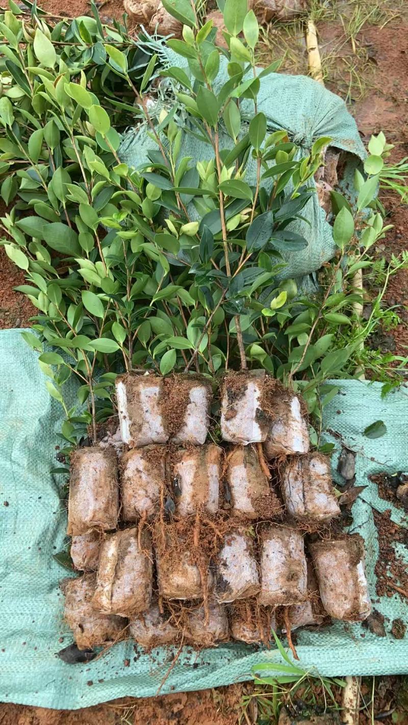 油茶（湘林210）山油茶基地直供一手货源量大优惠