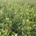 油茶（湘林210）山油茶基地直供一手货源量大优惠