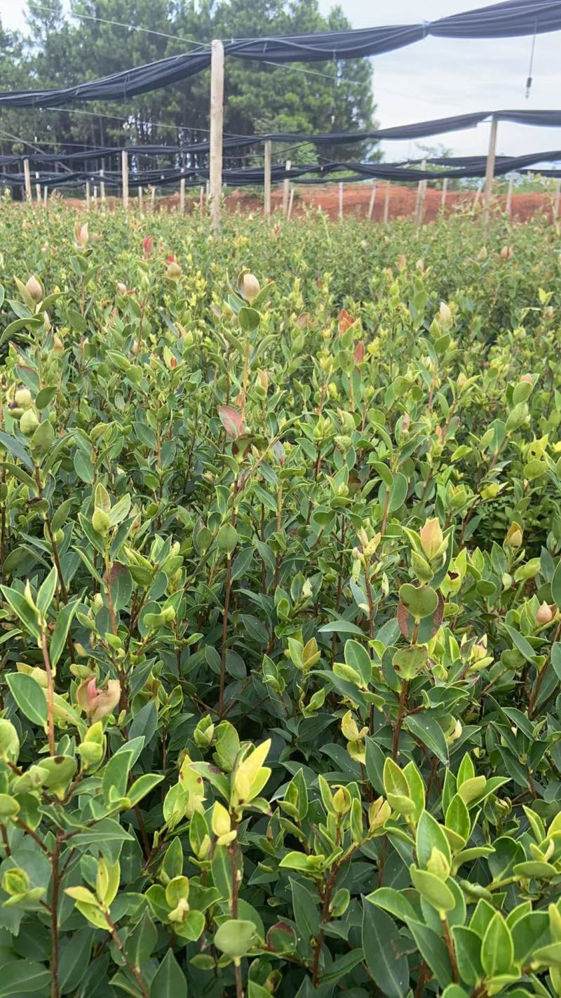 油茶（湘林210）山油茶基地直供一手货源量大优惠