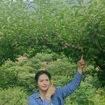 7月20号左右大量出芙蓉李，有需求的老板联系我。