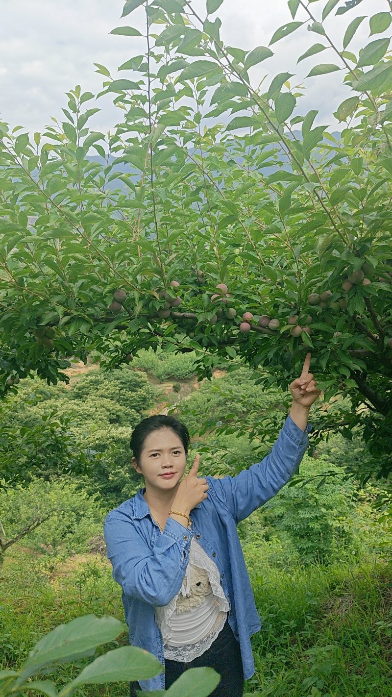 7月20号左右大量出芙蓉李，有需求的老板联系我。
