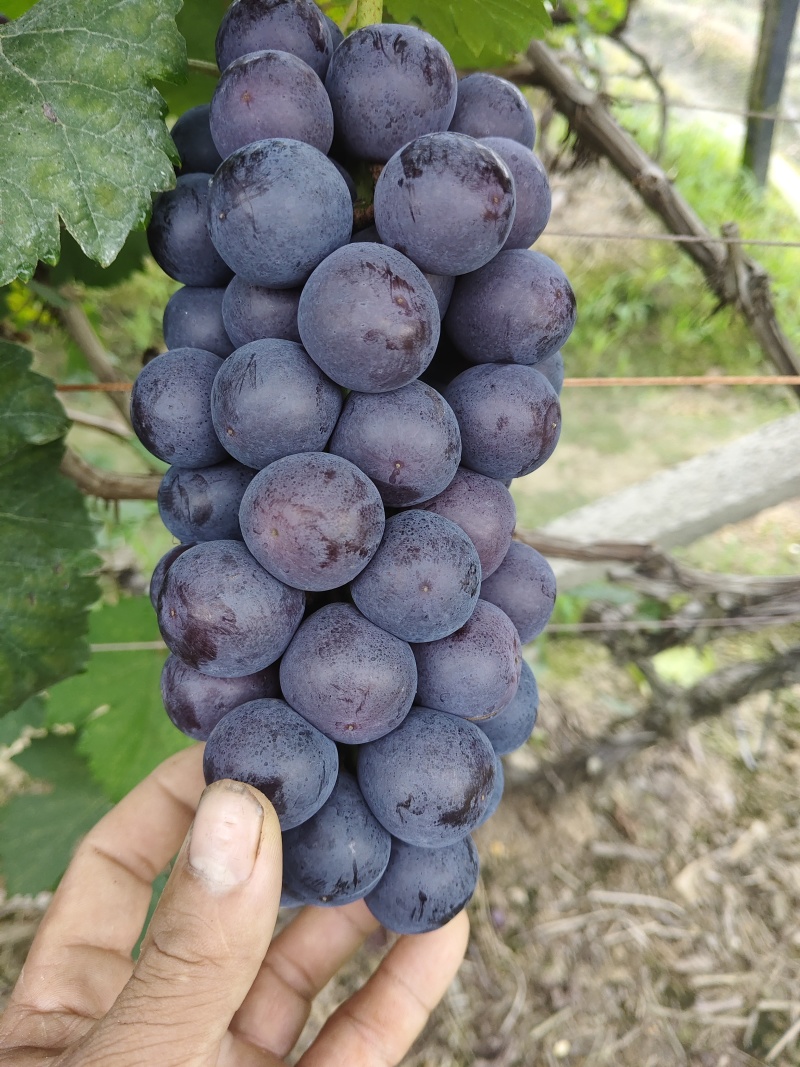 夏黑葡萄熟了
