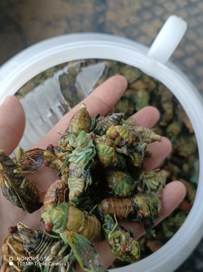 四川知了猴金蝉