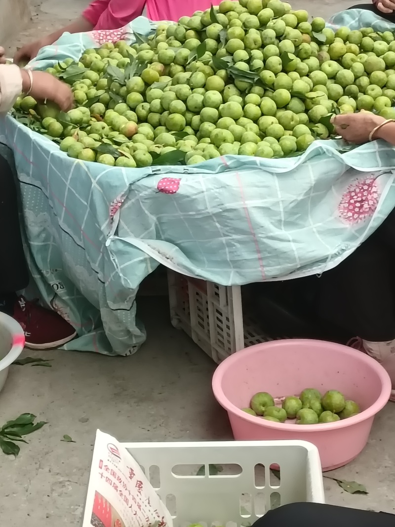 青脆李即将上市