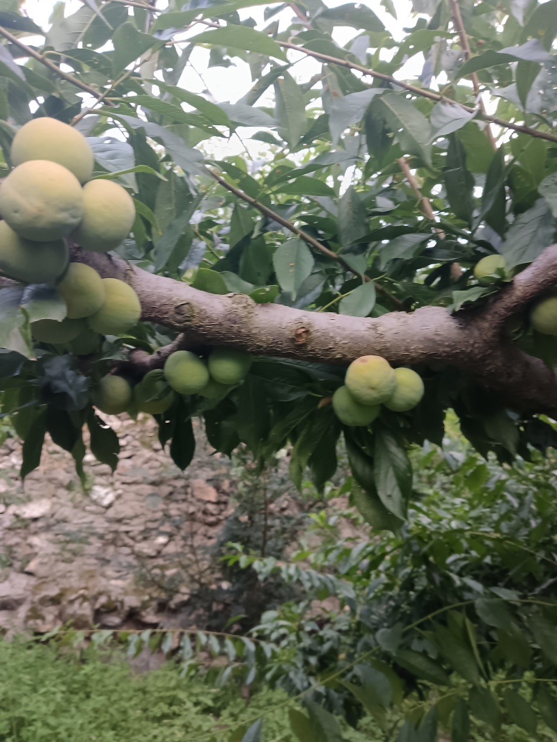 青脆李即将上市