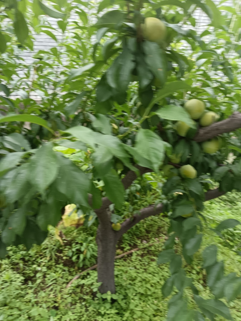 青脆李即将上市