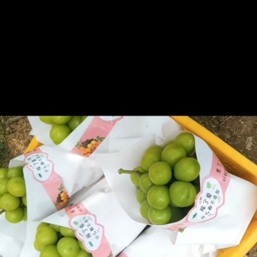 江苏新沂葡萄