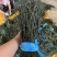 烘干豆角精品山东产地直销常年供应