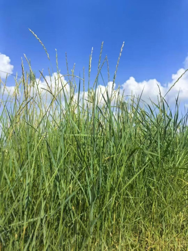羊草马草**草饲料牧草