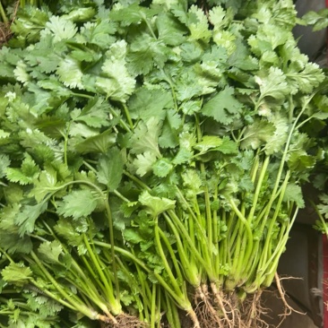 大叶香菜，铁杆中叶，泡沫箱货