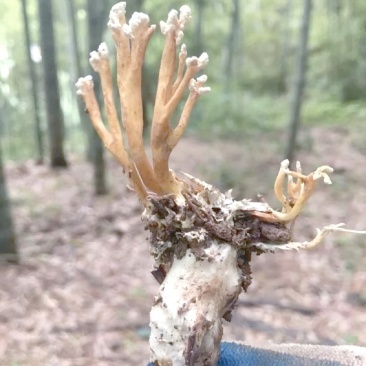 竹林蝉花开始采挖了！
