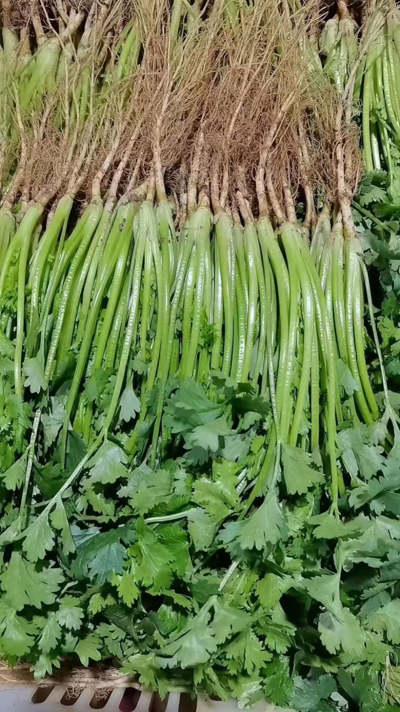 大叶香菜，铁杆中叶，泡沫箱货
