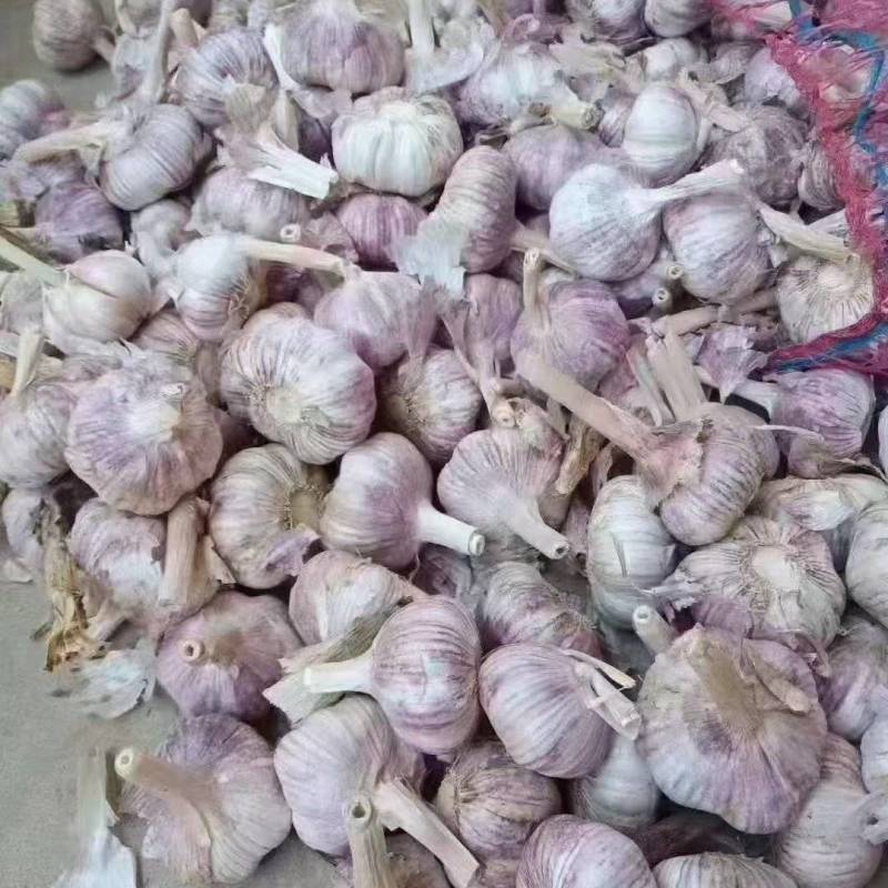 金乡大蒜货量充足规格全产地直发诚信经营量大价