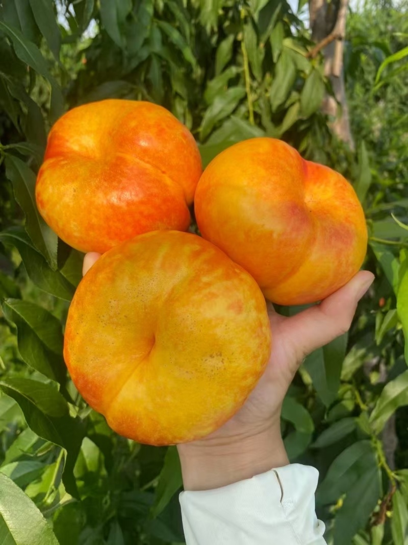 砀山彩虹蟠桃个大脆甜多汁