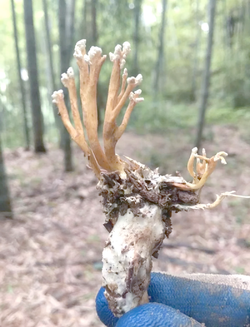 竹林蝉花开始采挖了！