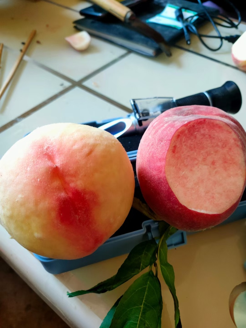 中桃九号桃苗早熟硬质大红桃
