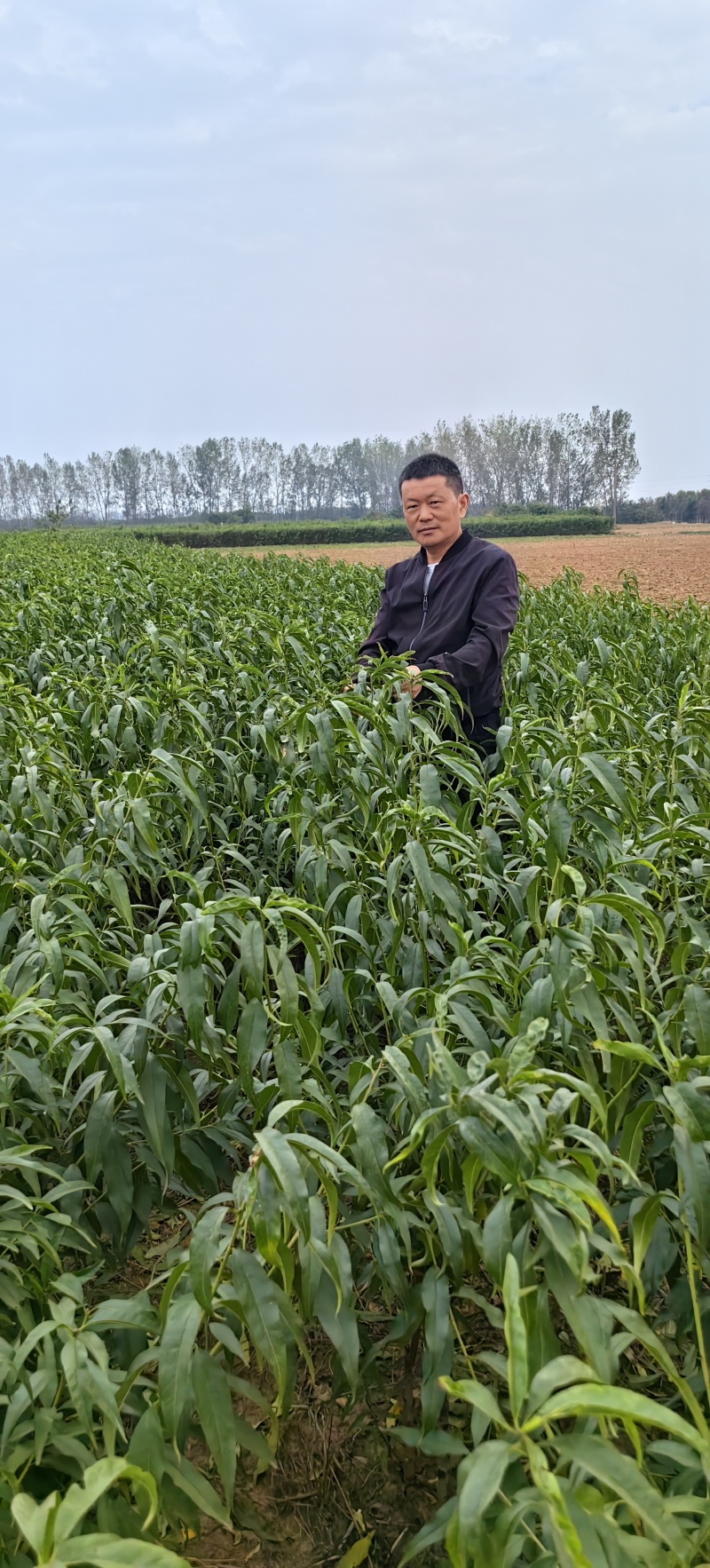 中桃九号桃苗早熟硬质大红桃