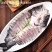 开背鲈鱼/三去鲈鱼/开背鲈鱼/功夫鲈鱼三种规格最新日期到