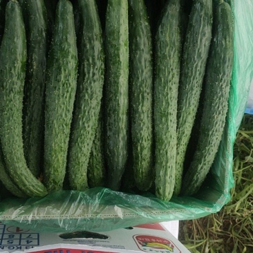 大量黄瓜