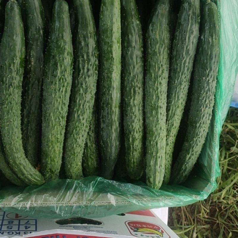 大量黄瓜