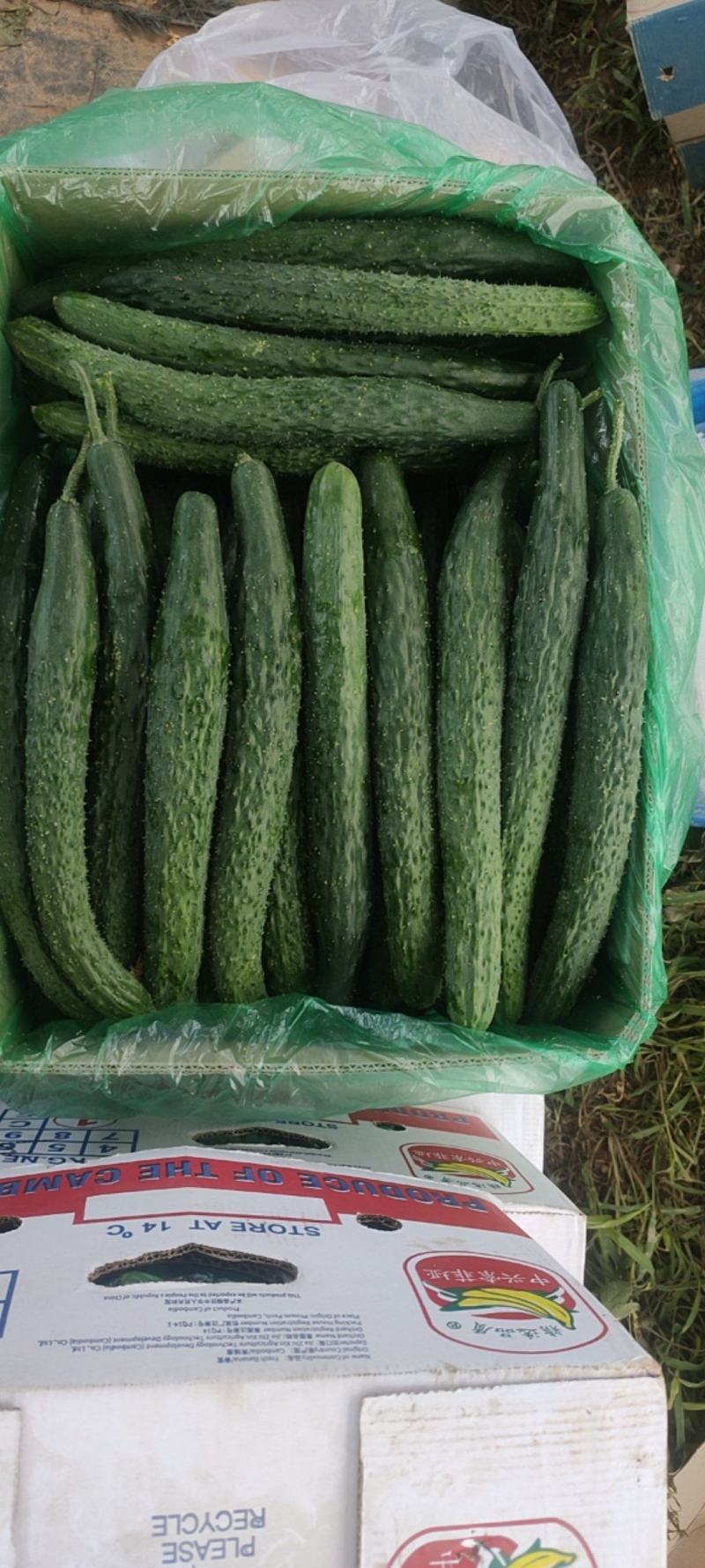 大量黄瓜