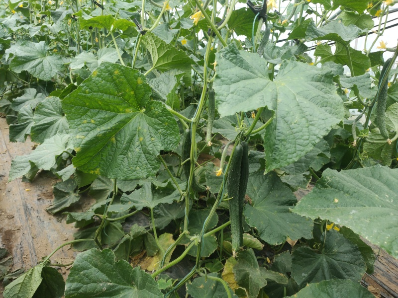 大量黄瓜
