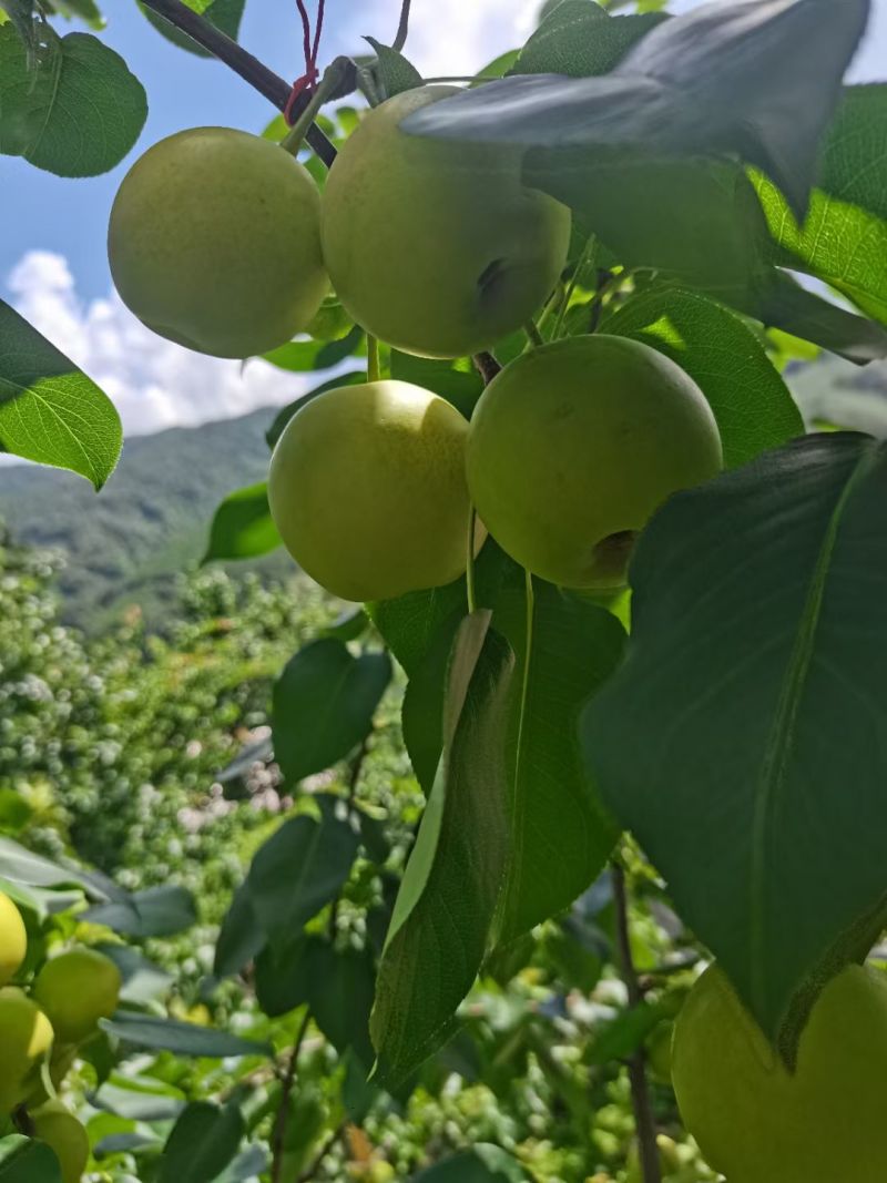 丁香梨正在上市中
