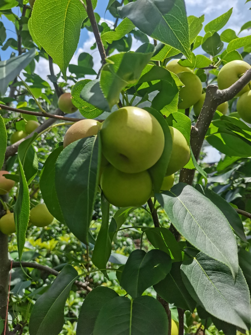 丁香梨正在上市中