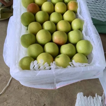 丁香梨正在上市中