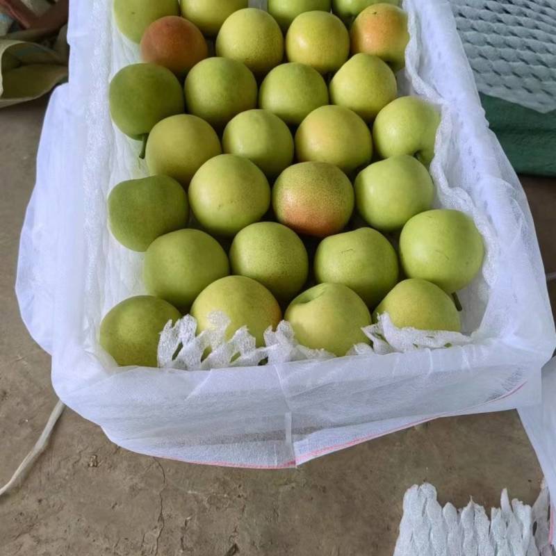 丁香梨正在上市中