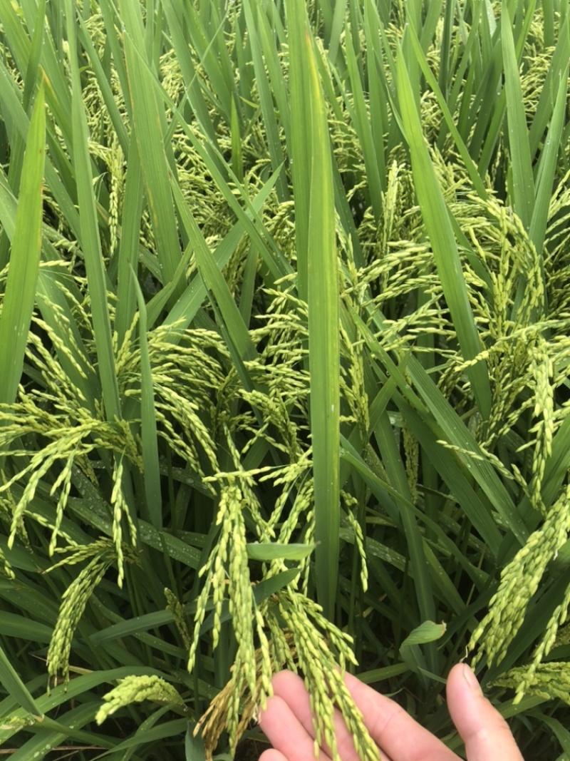 25年早稻即将迎来收割季节