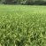 25年早稻即将迎来收割季节