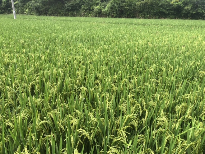 25年早稻即将迎来收割季节