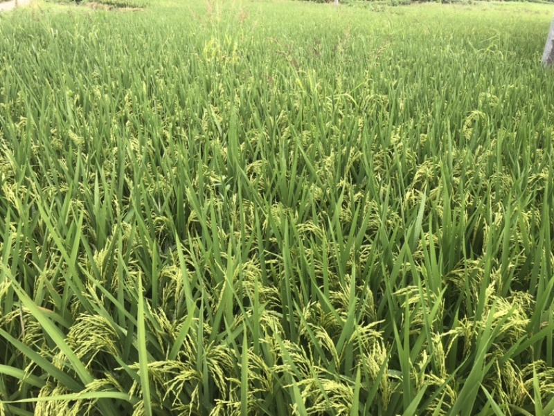 25年早稻即将迎来收割季节
