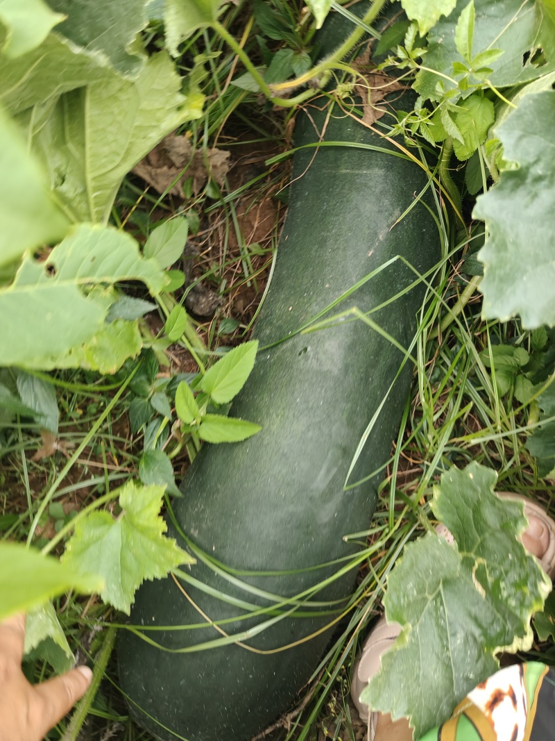 长条黑皮地冬瓜，基地种植，货量充足