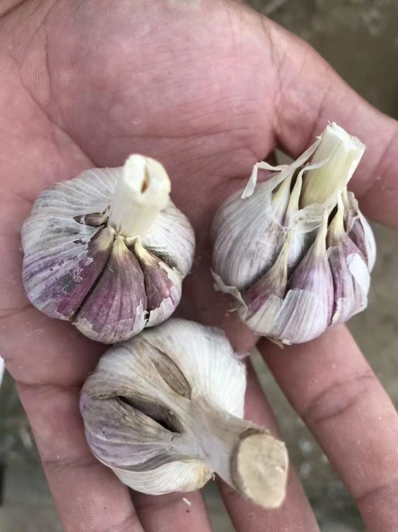 四川二水早蒜种红根蒜苗种子寒蒜种子彭州蒜种