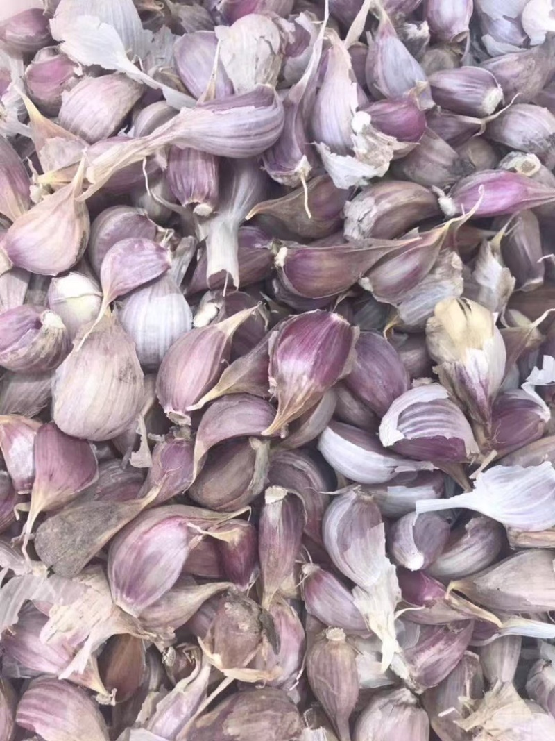 四川二水早蒜种红根蒜苗种子寒蒜种子彭州蒜种