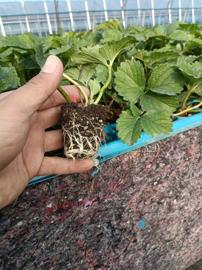 特早熟基质穴盘隋珠草莓苗，高产抗病强产量万斤不是梦