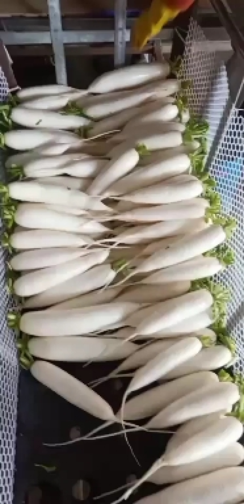 精品散装白萝卜